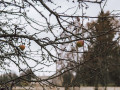 Pīrūbeža cīmu stuosti. Neikšāni