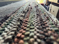 Zelcusola_foto-Edeite-Laime_14