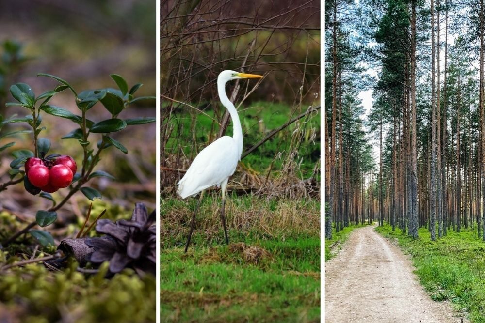 Kulturys īsacejumi nedeļai: dzērvinis, boltuo dzēse, poezejis šaļteņa mežā