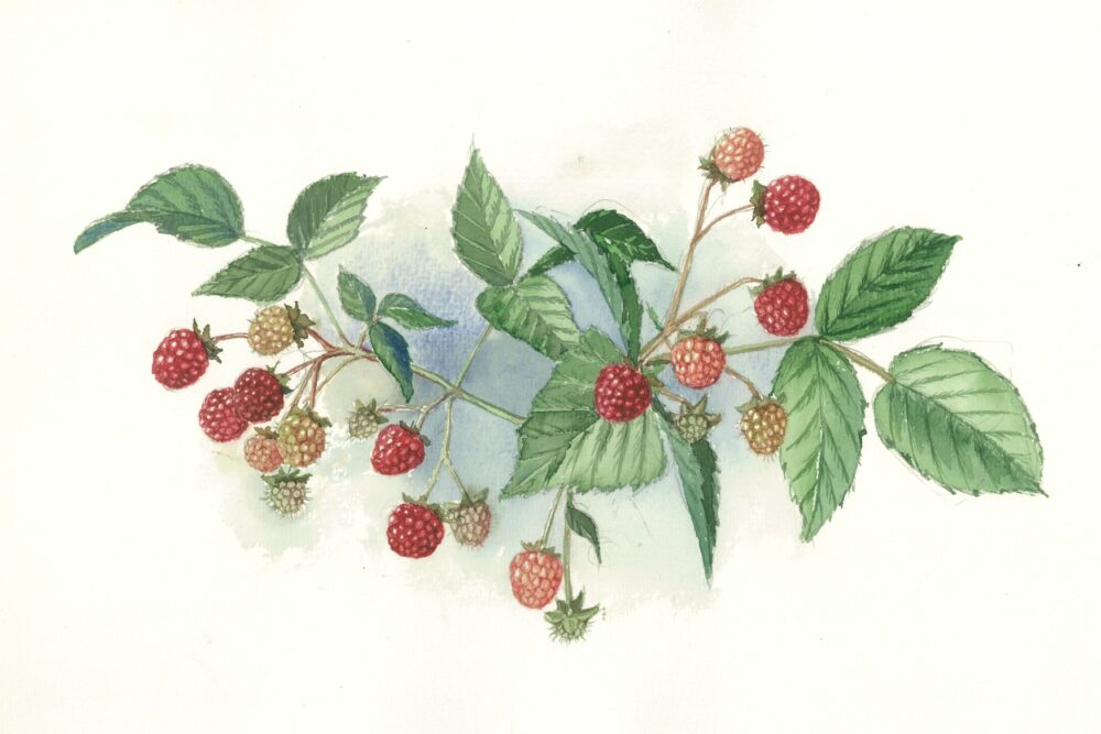 Izsludynuots Latgolys duorzu i pļovu stuostim veļteits dubultkonkurss