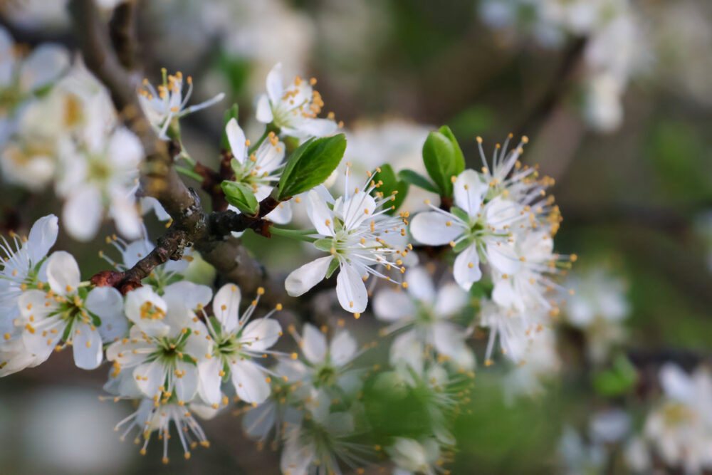 Lai laimeigs pavasars!