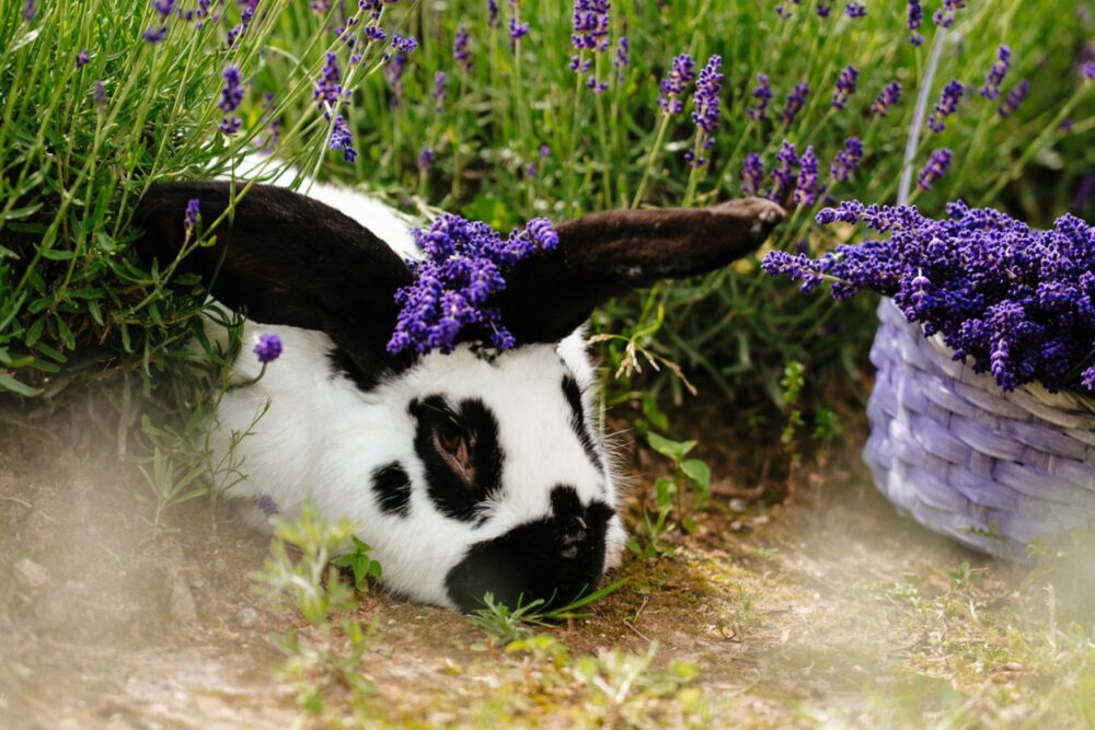Pīci pasuokumu īsacejumi latgaliskom Leldīnis breivdīnom